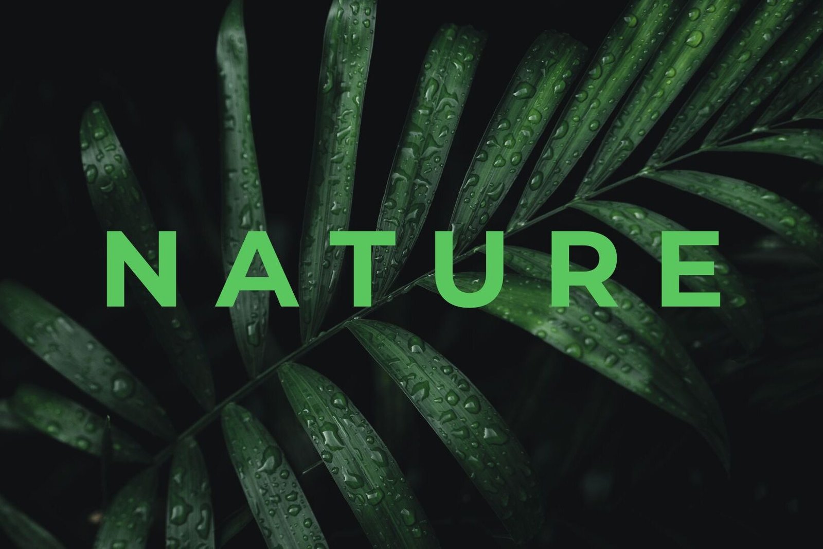 Nature Site slideshow Nature Site slideshow